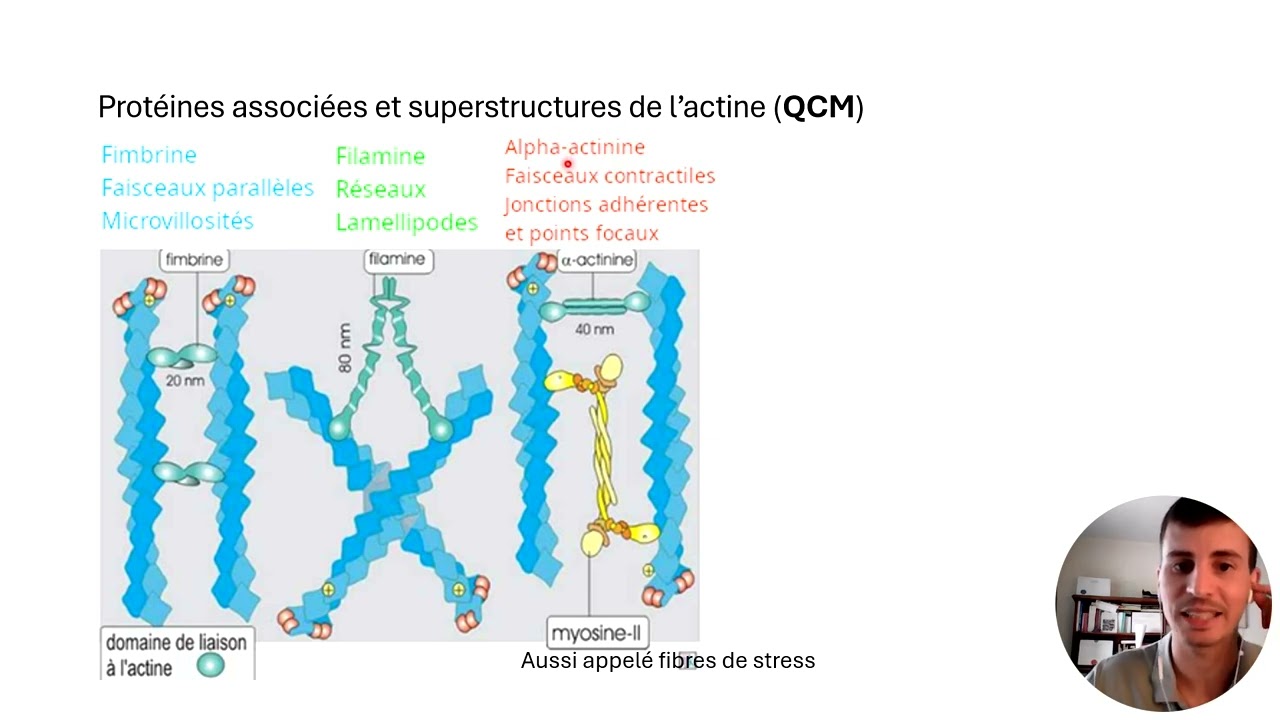 Cytosquelette, microfilament d'actine, réseau, lamellipode, faisceaux, filopode - 2 - QCM PASS LAS