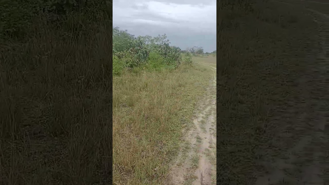 Conhe&ccedil;a a natureza da Caatinga.