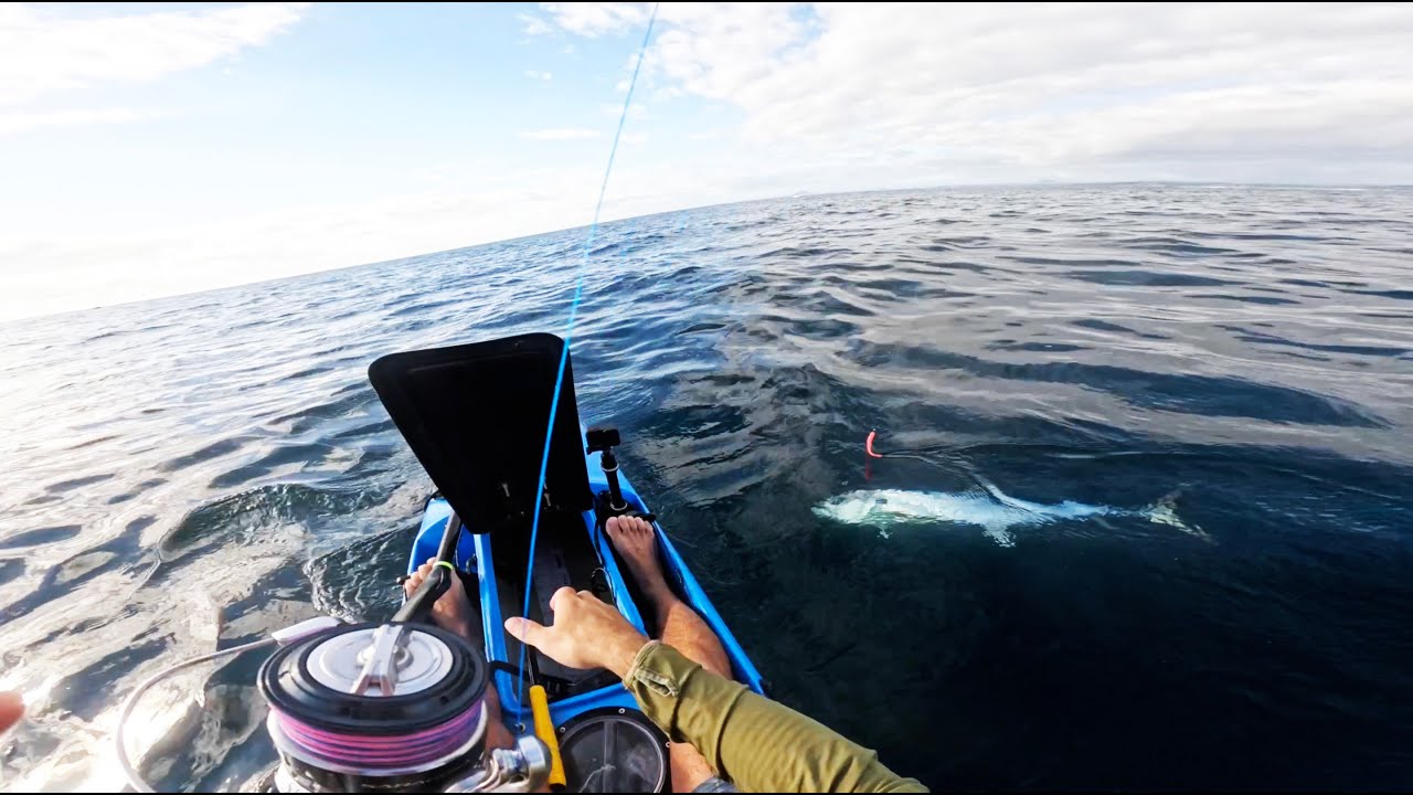 Found big schools of Mackerel