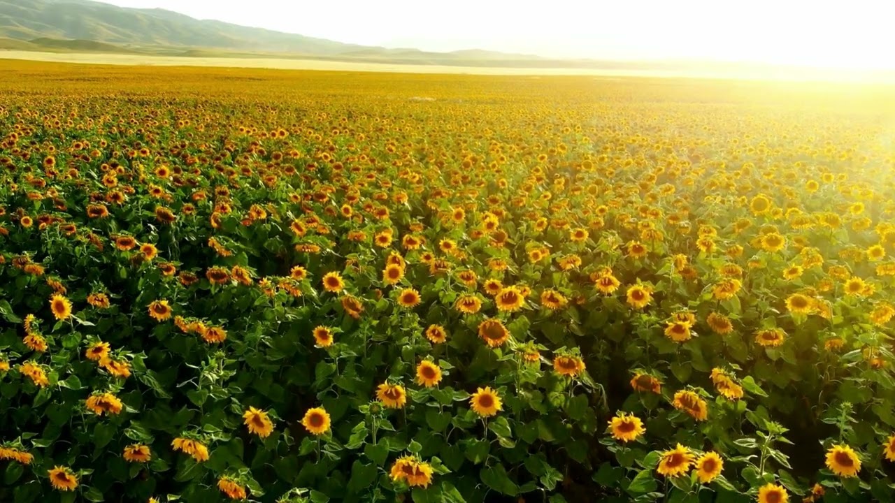 Breathtaking 4K Nature Cinematics &ndash; 100% Royalty-Free, No Copyright Footage