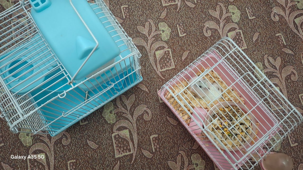 Wow Hamster canlı yayım başlatdı!