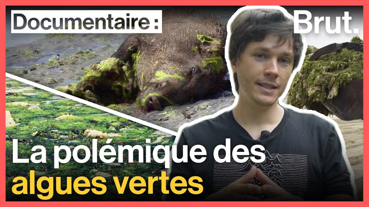 Pourquoi les algues vertes pourraient constituer une menace (avec Balade Mentale)