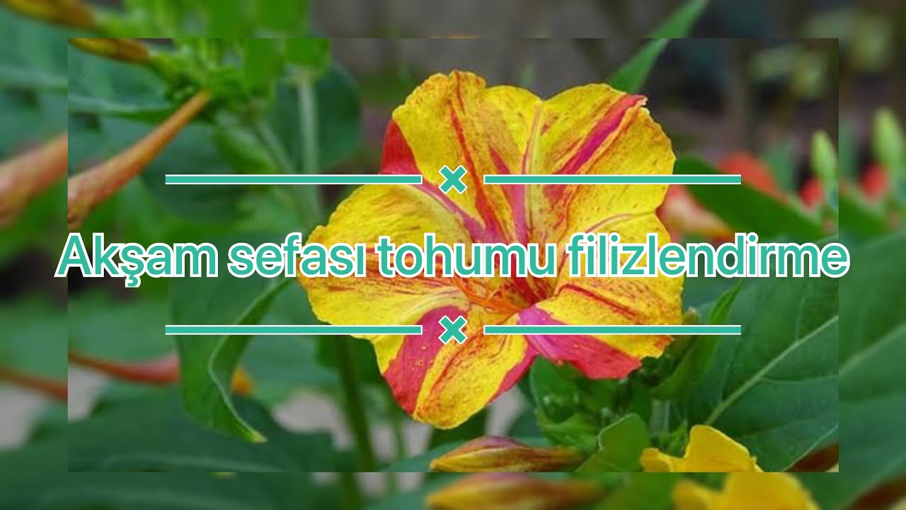 Akşam Sefası Tohumu Filizlendirme 🌱