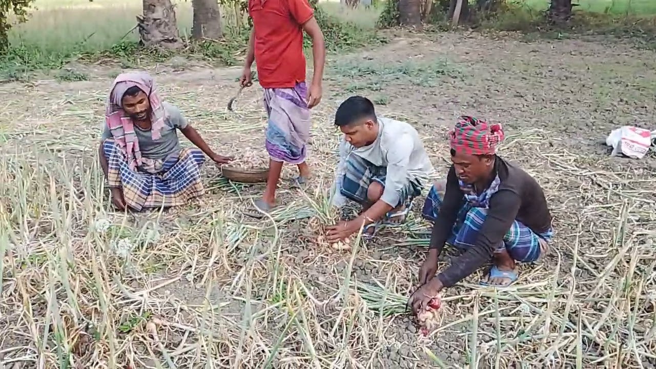 মাটির গন্ধে মিশে আছে ঘমের গন্ধ,এই হাত গুলোর পরিশ্রমেই আমাদের ভাত-তরকারি।কৃষকের হাত দেশ বাঁচে জীবন❤️❤