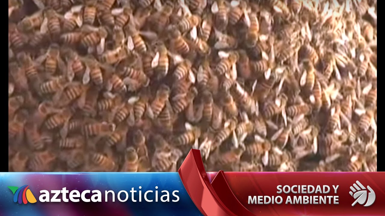 &iquest;Qu&eacute; hacer si hay un panal de abejas en casa?