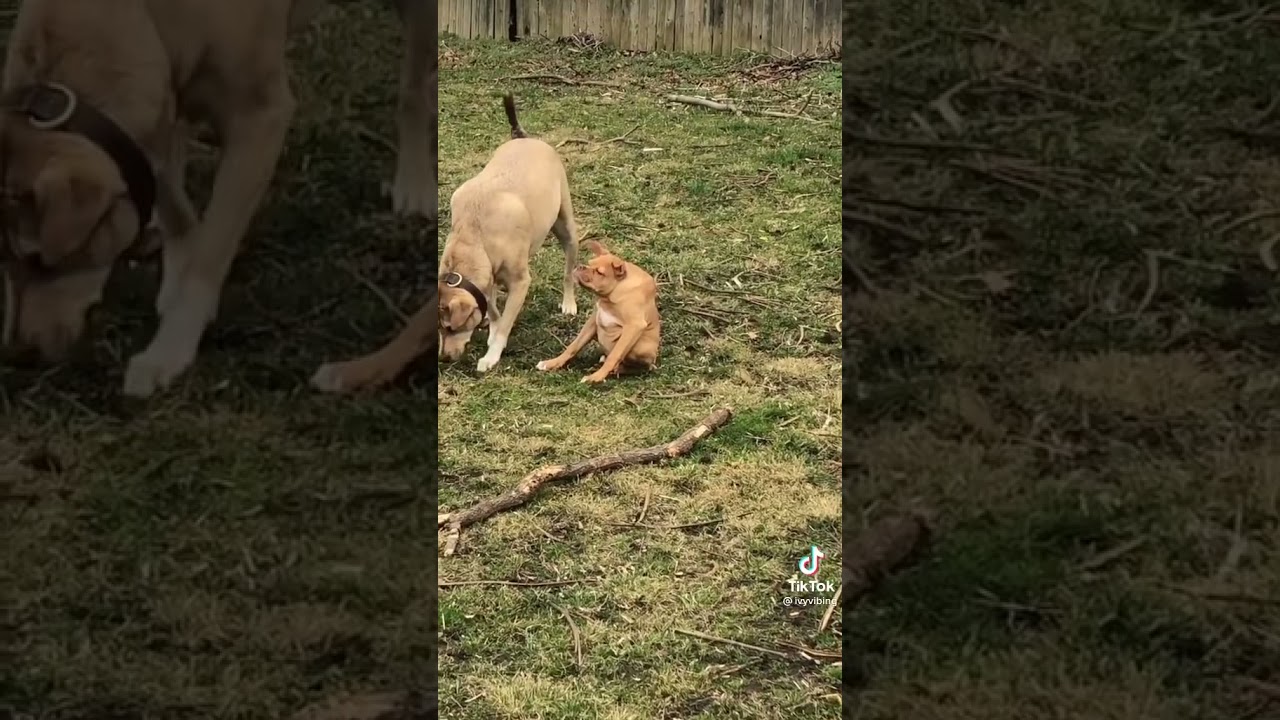 frog dog
