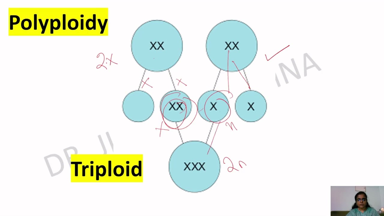 Chromosomal Mutation_Numerical Aberrations