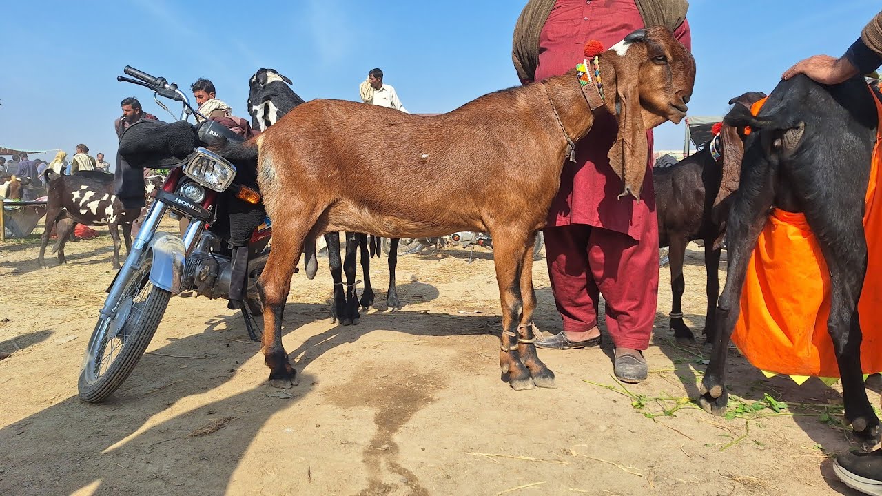 25 December 2025 Bakra Mandi Sahiwal Bacho Wali Beetal Bakryian | Beetal Goat Kid