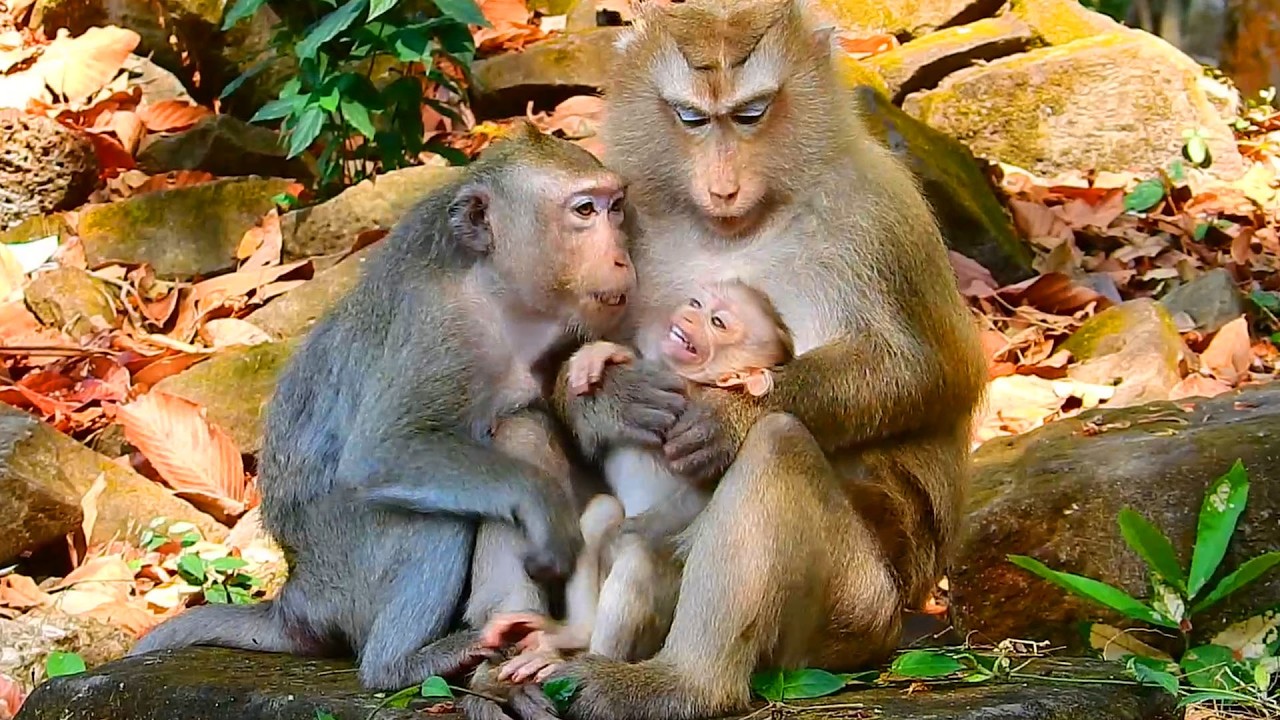 Rose is exhausted to breastfeed coz Rina is big girl now, Astra asks permission Rose breastfeed Rina