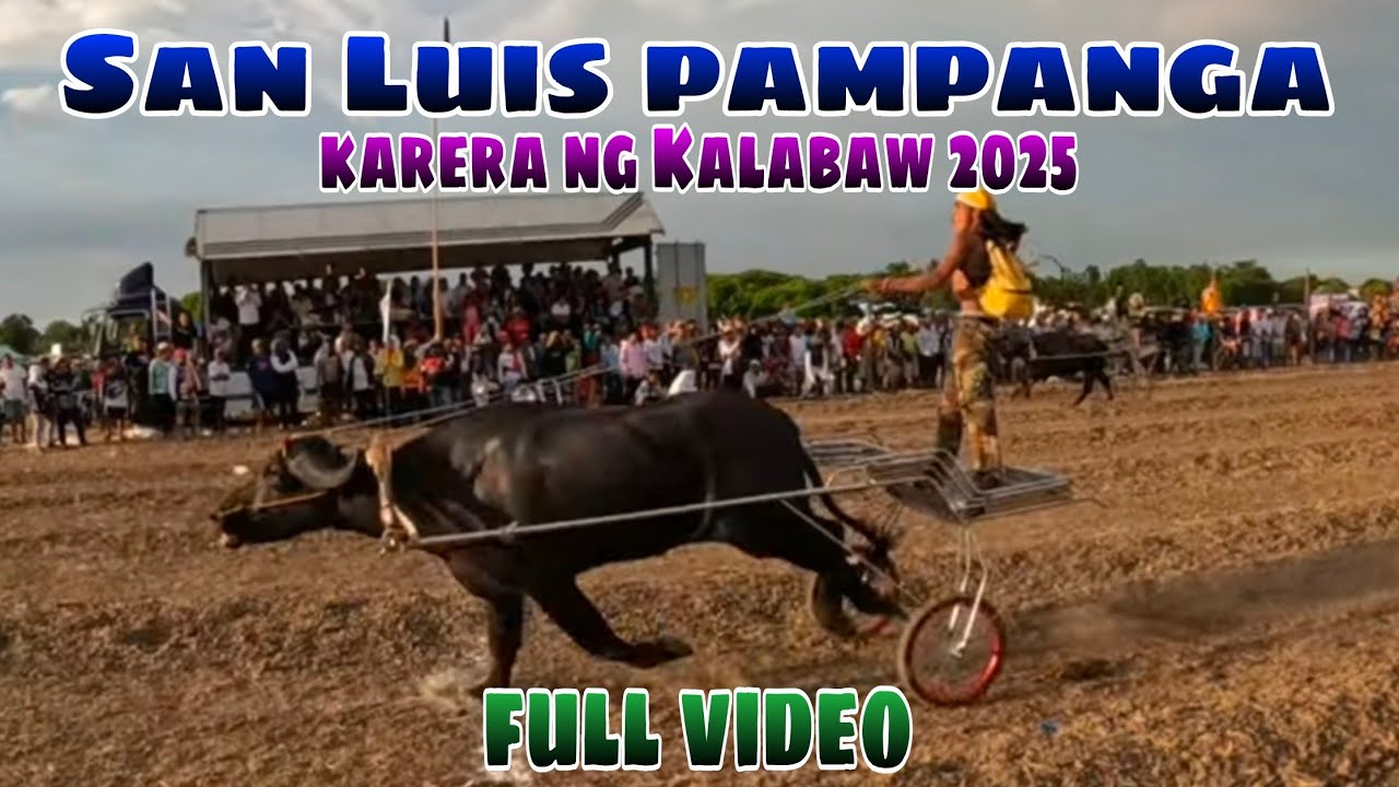 Full video San Luis Pampanga karera ng kalabaw