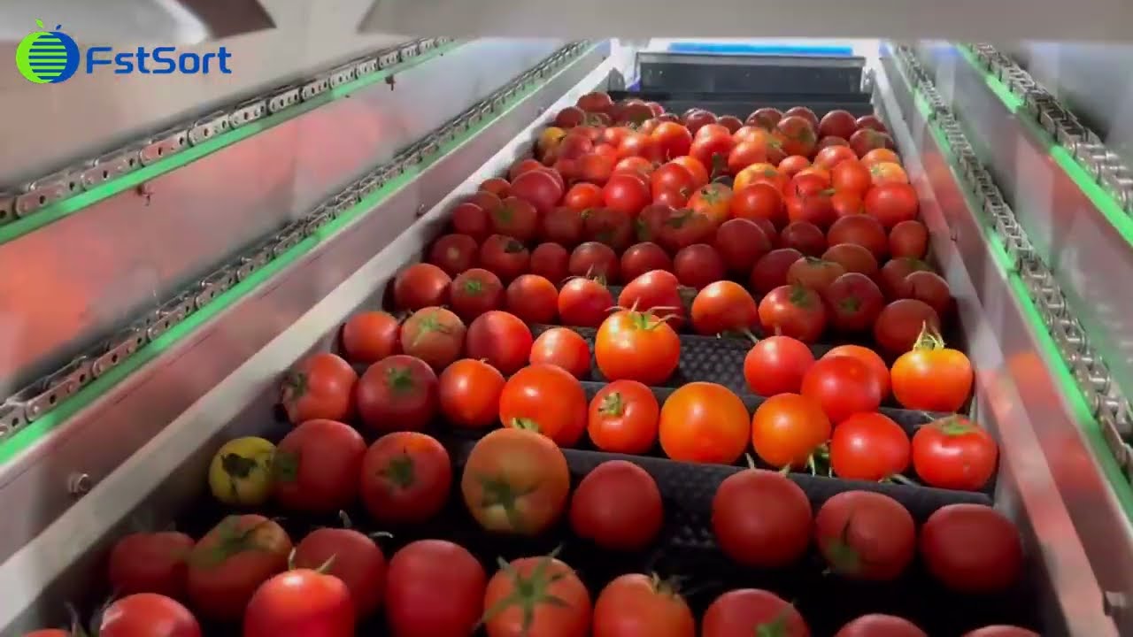 Automated tomato sorting machine,sort of rotten tomatoes,sorting tomatoes,tomato color sorter​