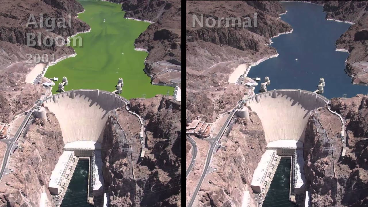Lake Mead: Clear and Vital