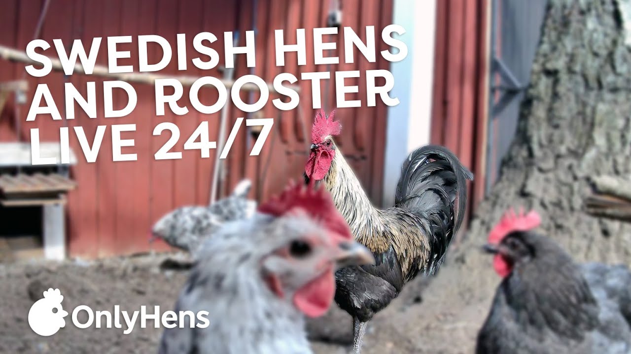 OnlyHens - Live Chicken Coop - feed the chickens live!