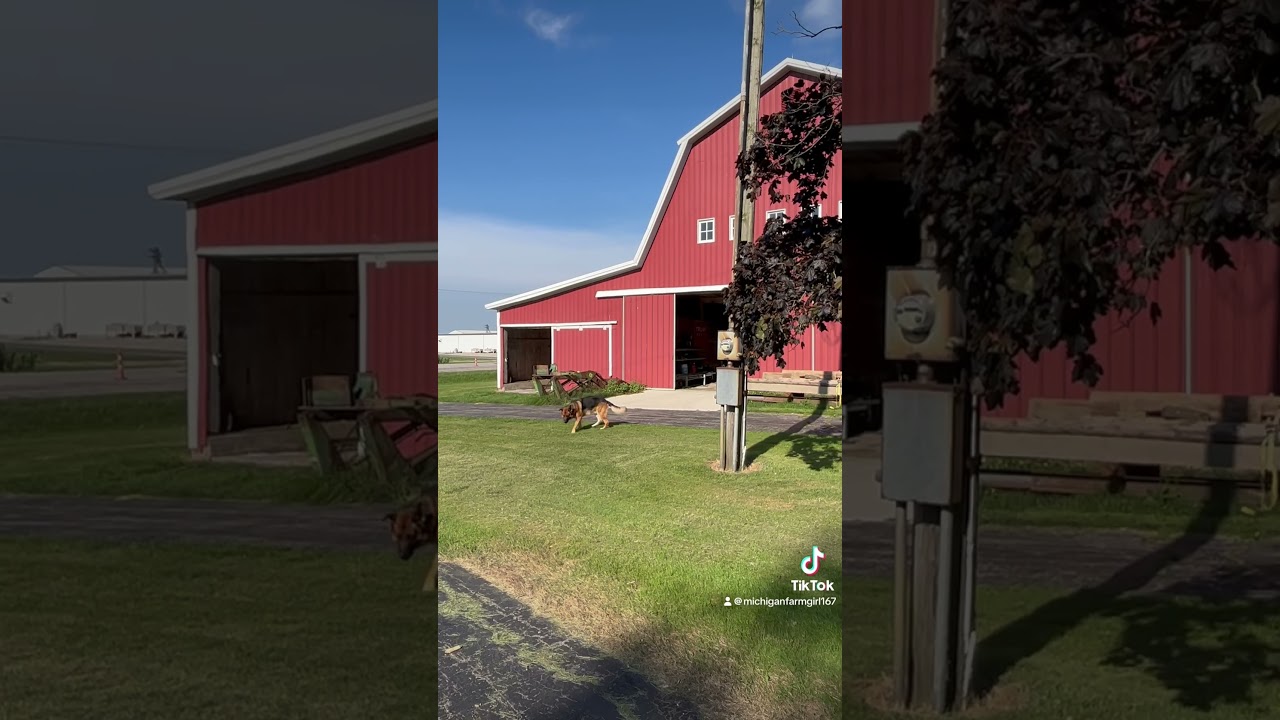 #nostalgia #farming #farm #agriculture #farmlife #antiquetractors