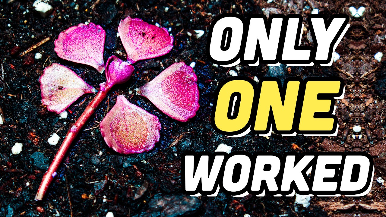 Growing Sedum Stonecrop From Leaves and Stem (Time-Lapse Results)