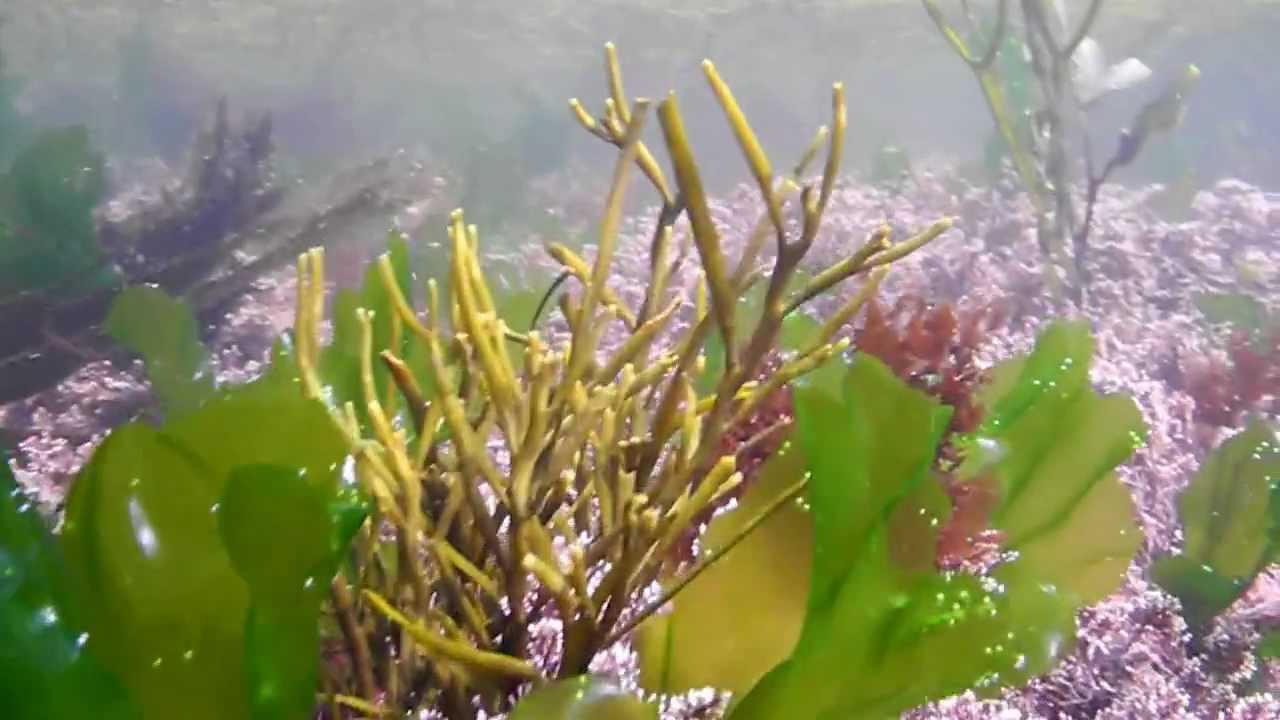 Colourful Seaweed in Galway Rockpools