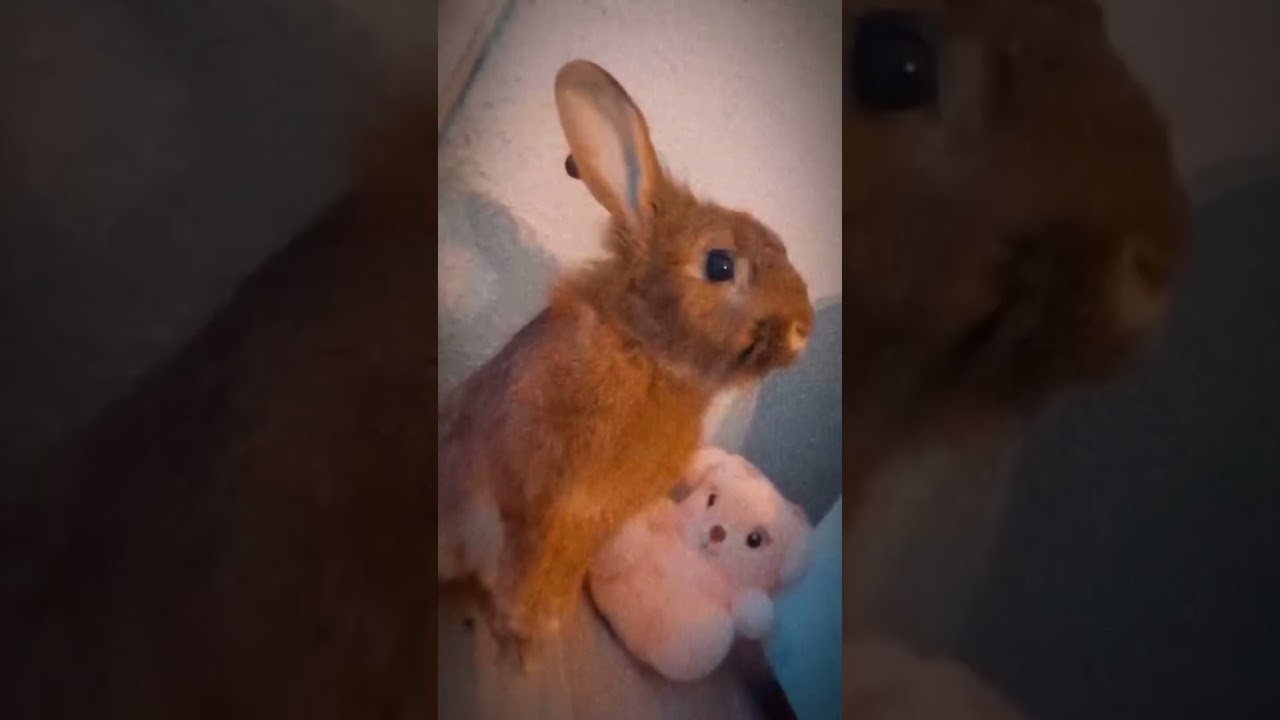Zeka Peka #cute