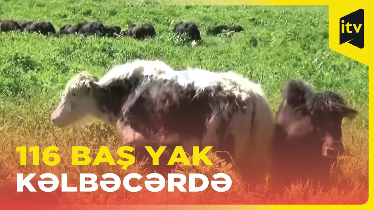 Qırğızıstan Prezidentinin hədiyyə etdiyi yaklar Kəlbəcər dağlarına buraxıldı