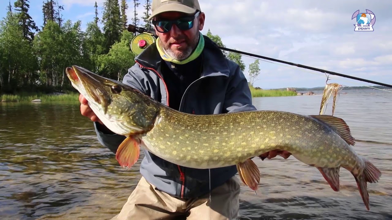 Pike on the fly fishing Big Mama Pesca a mosca al luccio Lapponia Wild lake lodge Lapland Sweden