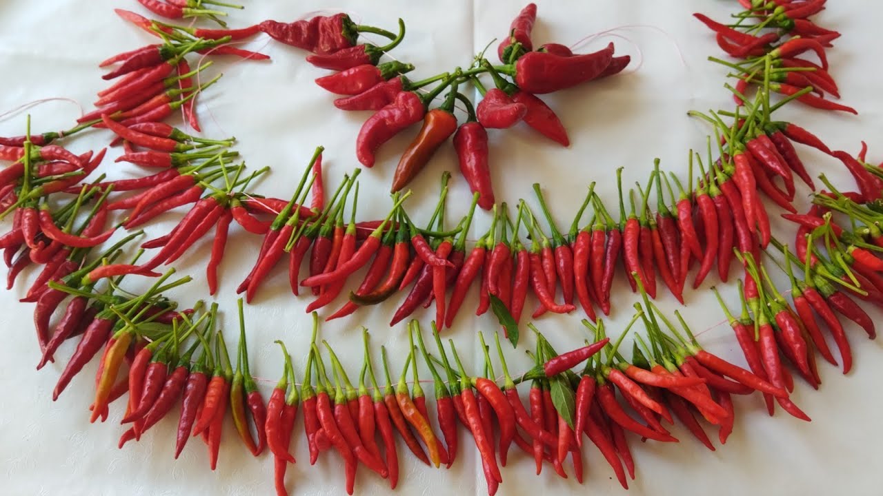 Кто любит острый перец, сушит его обильно 🌶Как сушить острый перец?