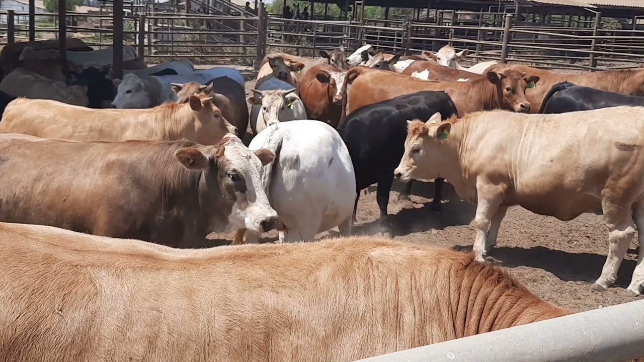Overview of Intensive System of Cattle Farming