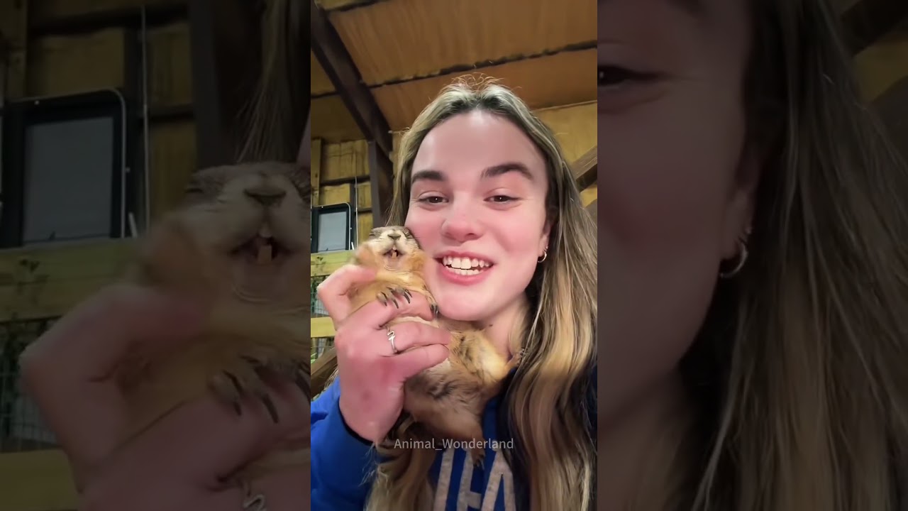 Funny prairie dog❤️❤️#animsl#funny#fyp