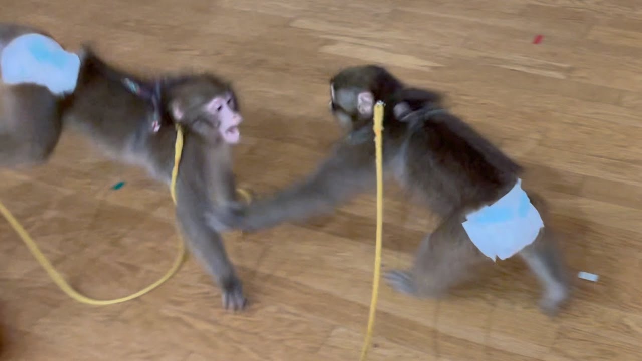 子猿の煽り性能が高すぎてずっと見てられるwwww