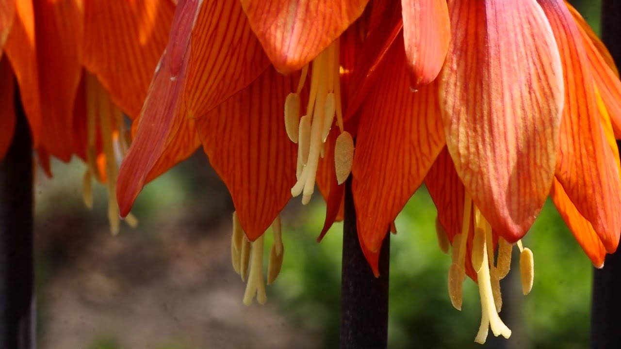 FULL HD Fritillaria imperialis/ Szachownica cesarska