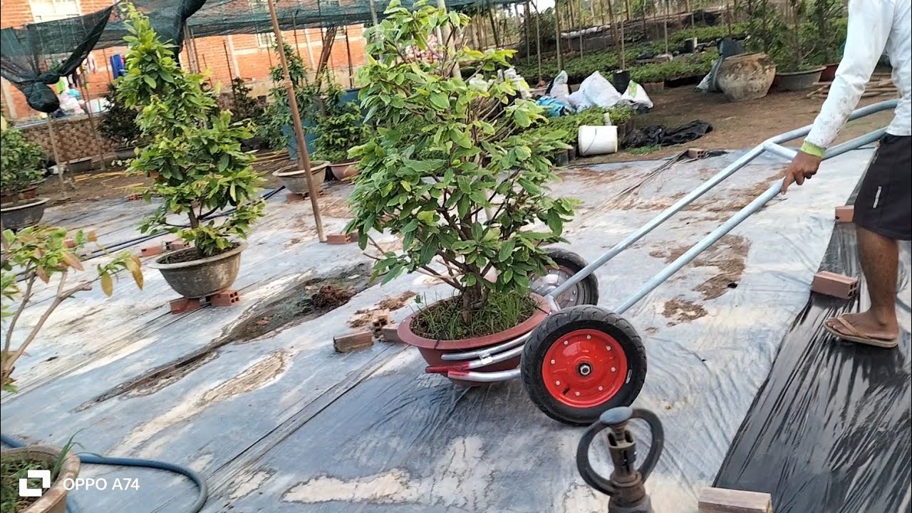 Xe đẩy chậu mai, một buổi chiều vui vẻ 😘😘😘