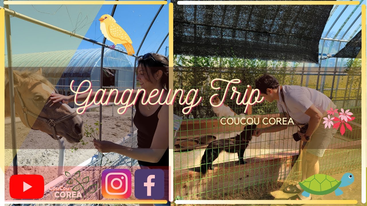 COUCOU COREA | Baby animal farm trip to GangNeung , South Korea