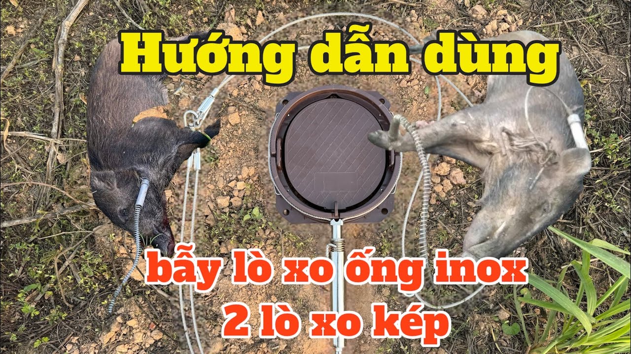 Báo giá bẫy lò xo bẫy heo rừng INOX 100% - BẪY LÒ XO NHẬT - DÂY KÉP VIP PRO MỚI