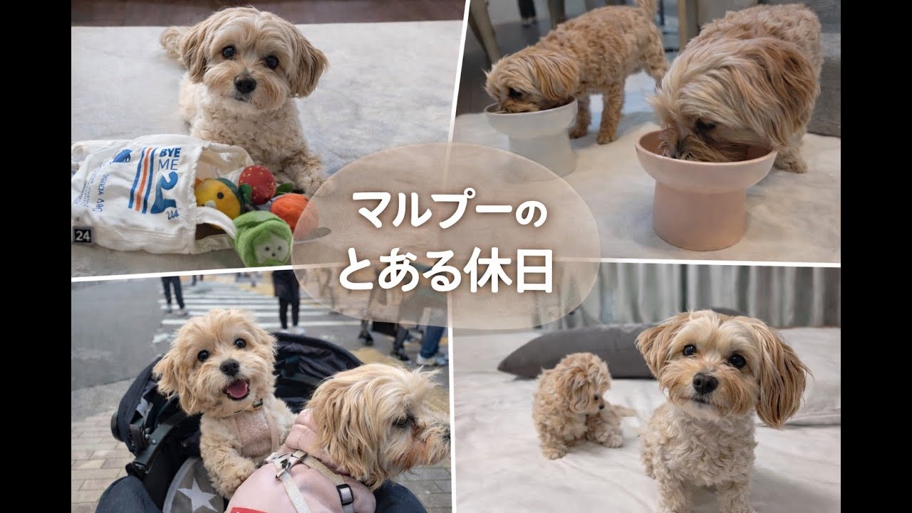【2歳マルプー】とある休日の1日Vlog