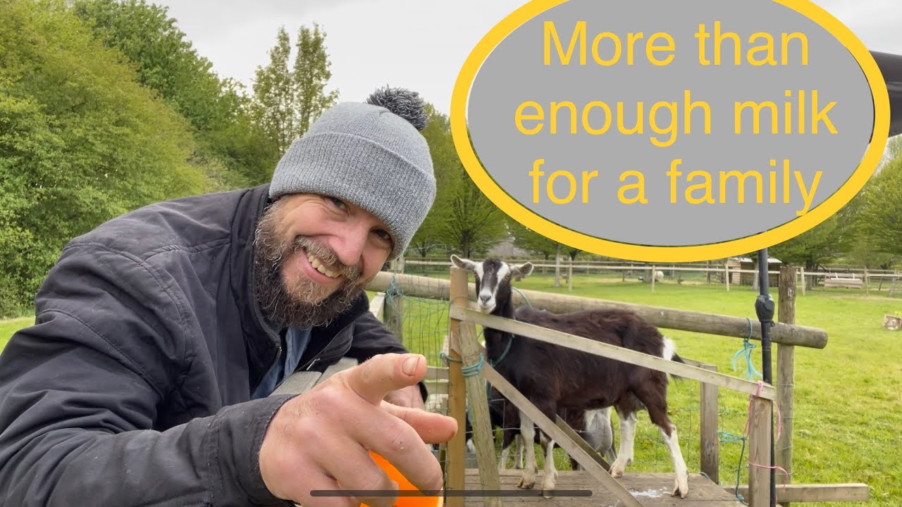 How much milk does a goat give? Allot! 5litres each milking from our two Toggenburgs.