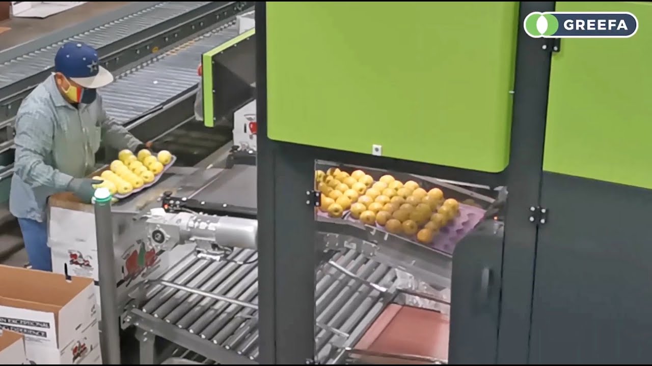 apple packing traypack automatic ATP #greefa #atp #sorting