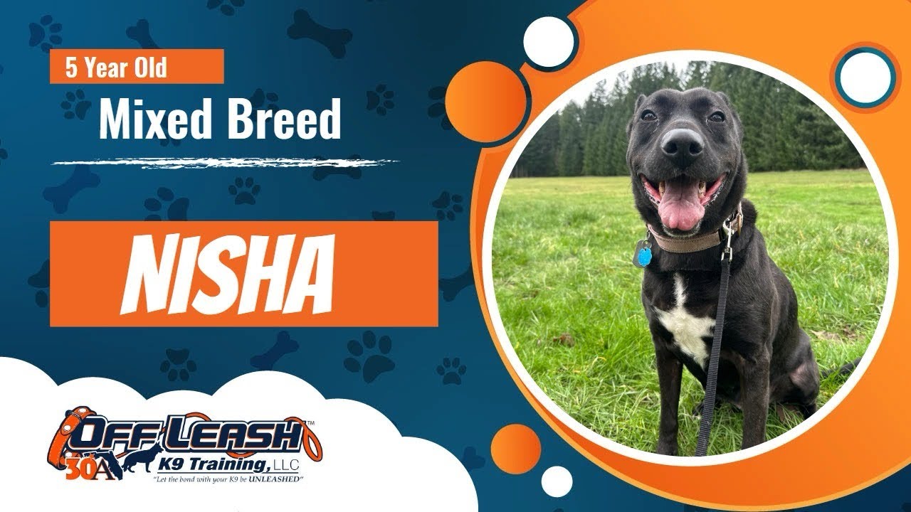 Building Focus & Follow-Through | Nisha Trains with Off Leash K9 Seattle
