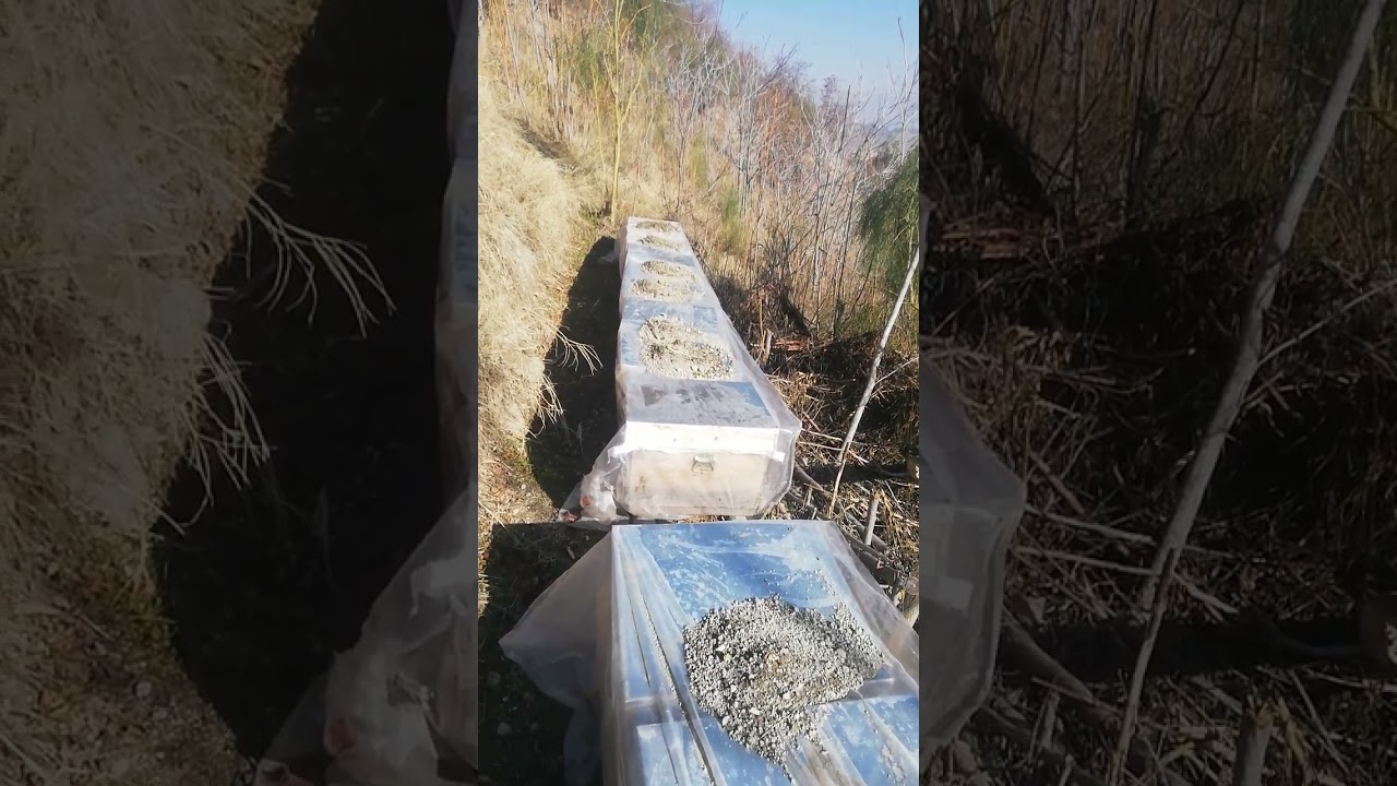 Oksalik Asit Damlatma Uygulaması Zamanı Geldi