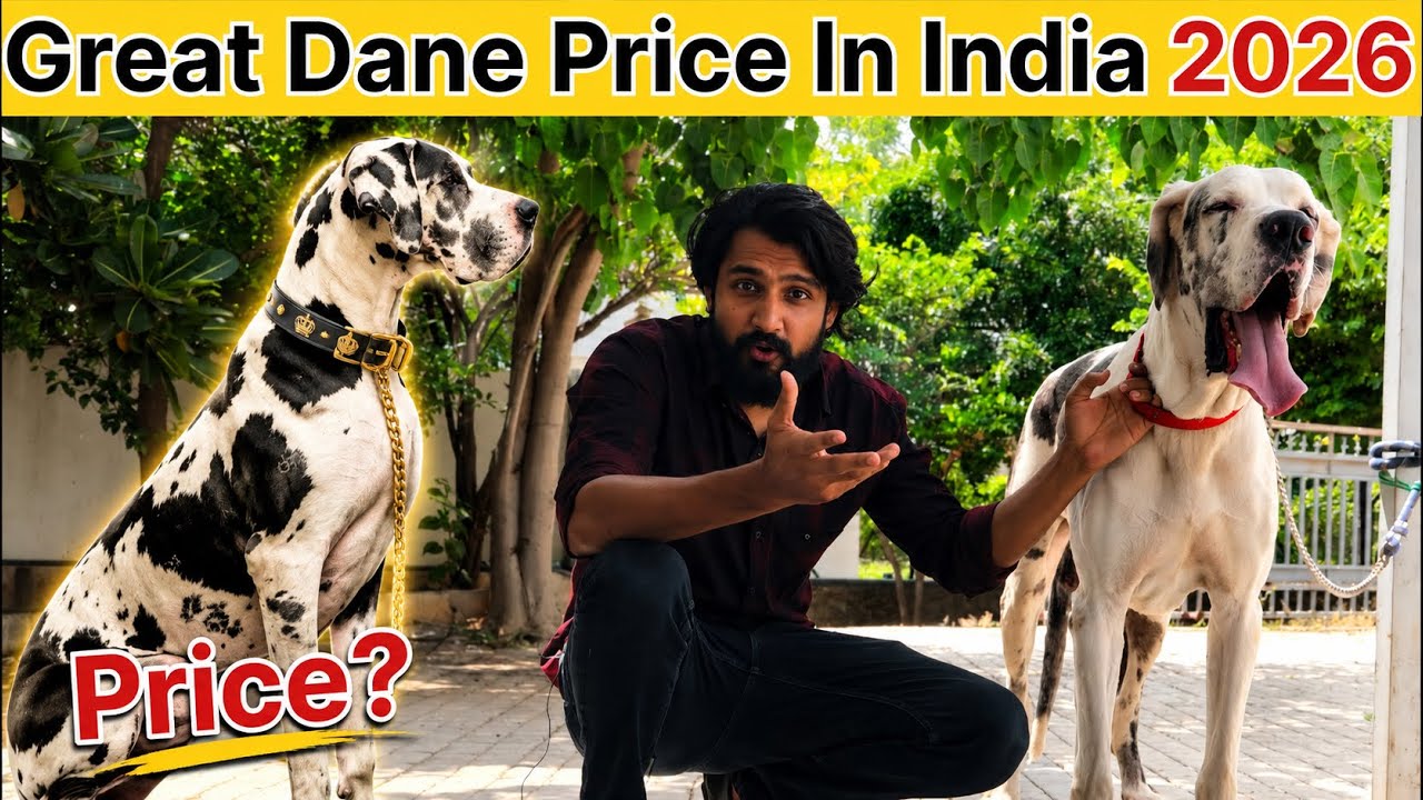 Great Dane Dog Price In India 2025 | Great Dane Dog Price | Great Dane Dog In India | Great Dane
