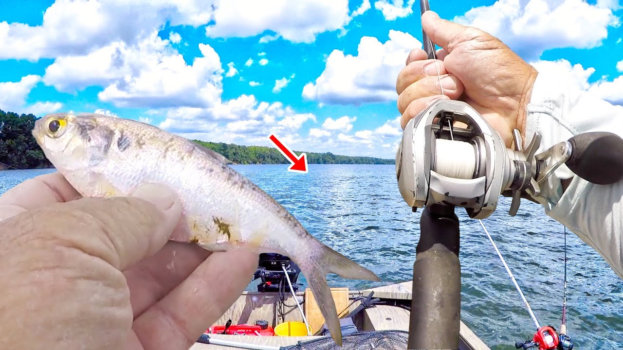 Let Me Show You An Easy Way To Catch Catfish In A River