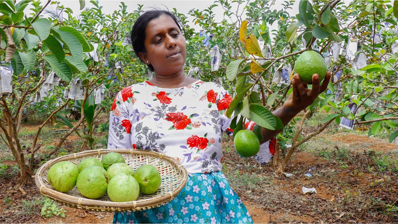 Today I am going to make some delicious Guava recipe.Guava juice.Guava curry .village kitchen recipe