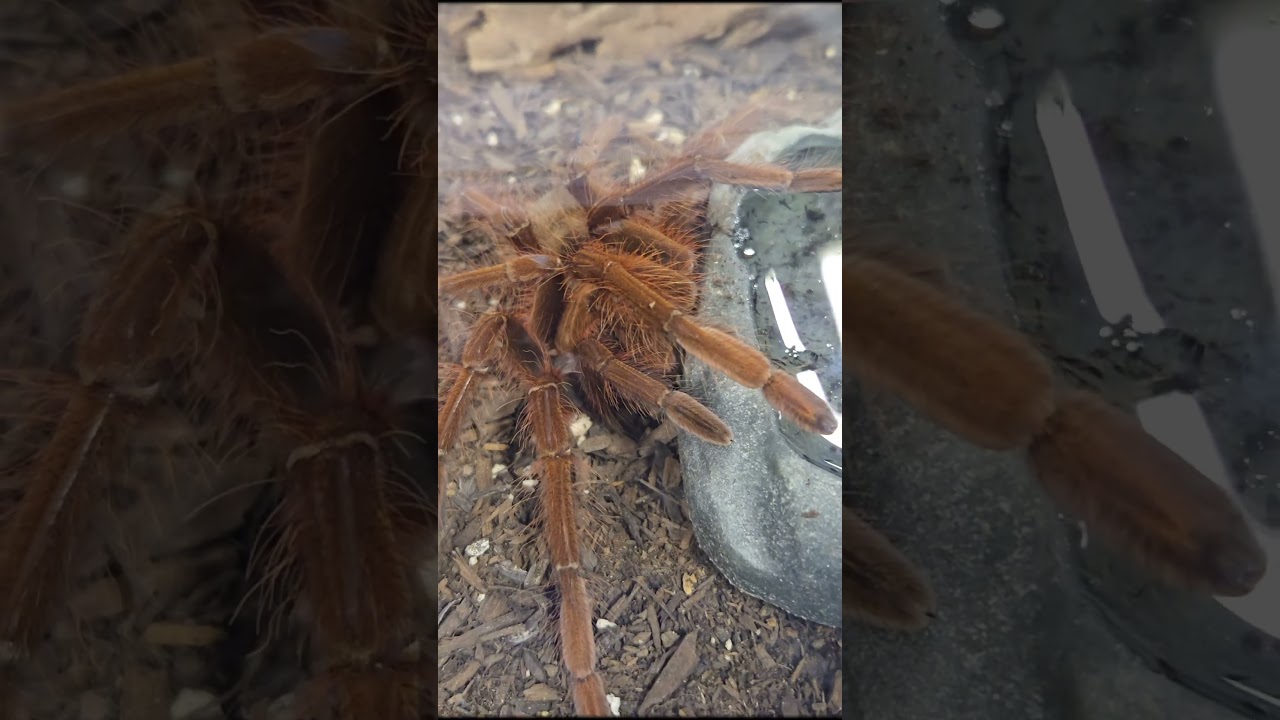 Theraphosa Apophysis Spider &  The Brazilian Whiteknee Tarantula 😁