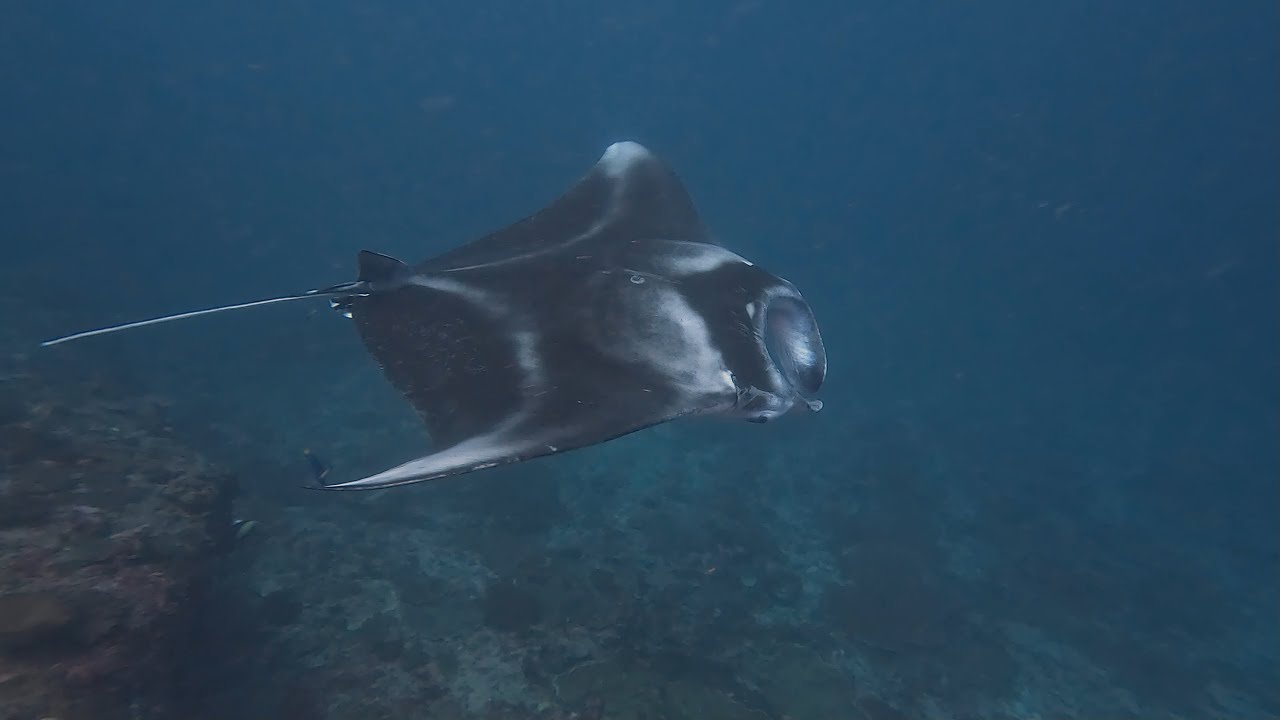 Isola di Bali 2025