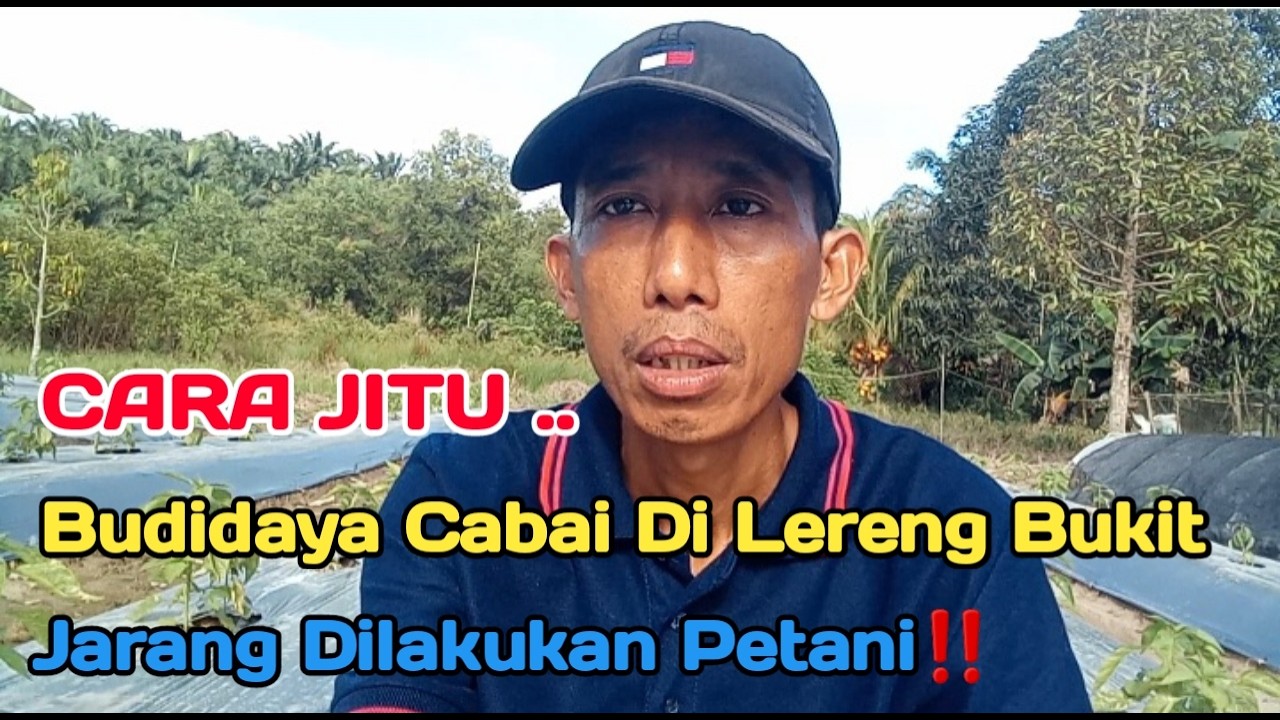 IDE TERKINI‼️ CARA BUDIDAYA CABAI DI LERENG PERBUKITAN