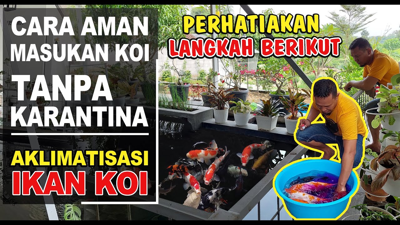 CARA AMAN‼️MASUKAN IKAN KOI BARU KE KOLAM TANPA KARANTINA⁉️