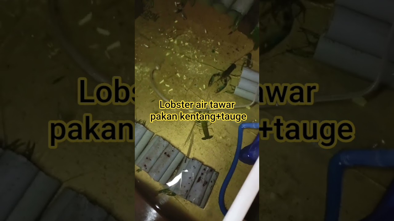Lobster air tawar, pakan kentang+tauge