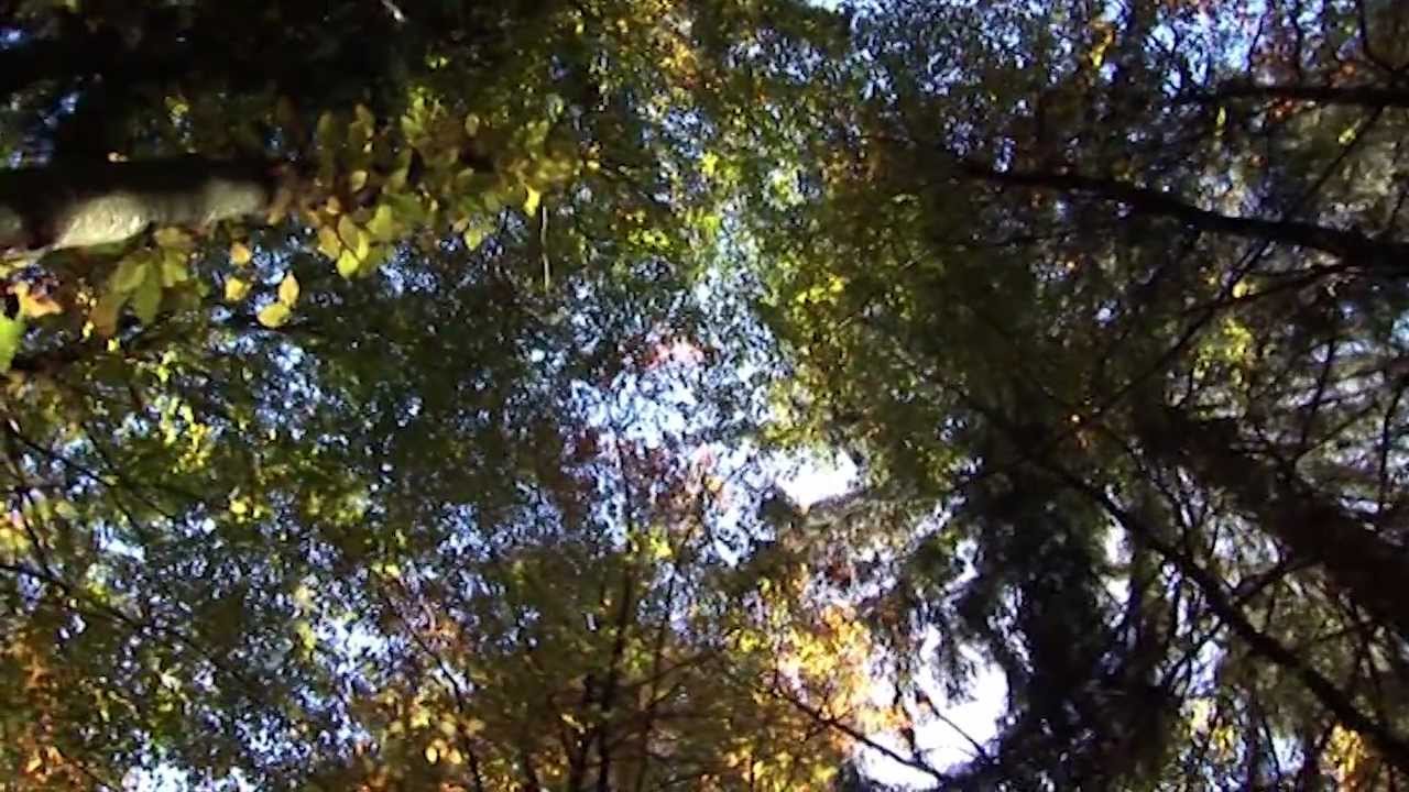 Romantische Lieder vom Wald -- Ludwigstal