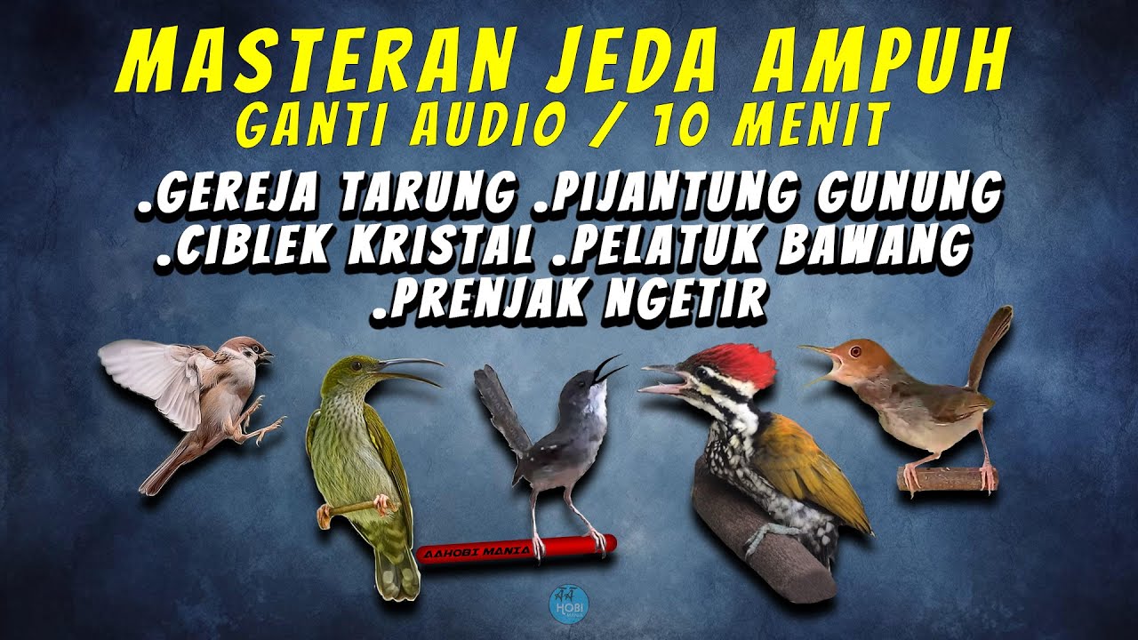MASTER JEDA AMPUH | Gereja tarung, Pijantung gunung, ciblek kristal, pelatuk bawang, prenjak Ngetir