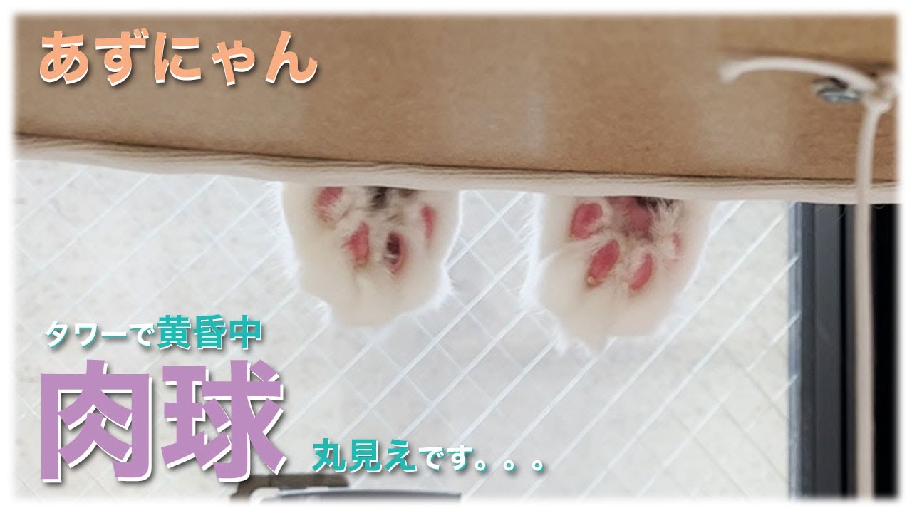 あずにゃん、🗼タワーから🌧️🪟お外を眺めてます👀　🐾飛び出すアンヨがカワイイ😍【猫　サイベリアン　あずき】[vol.224]