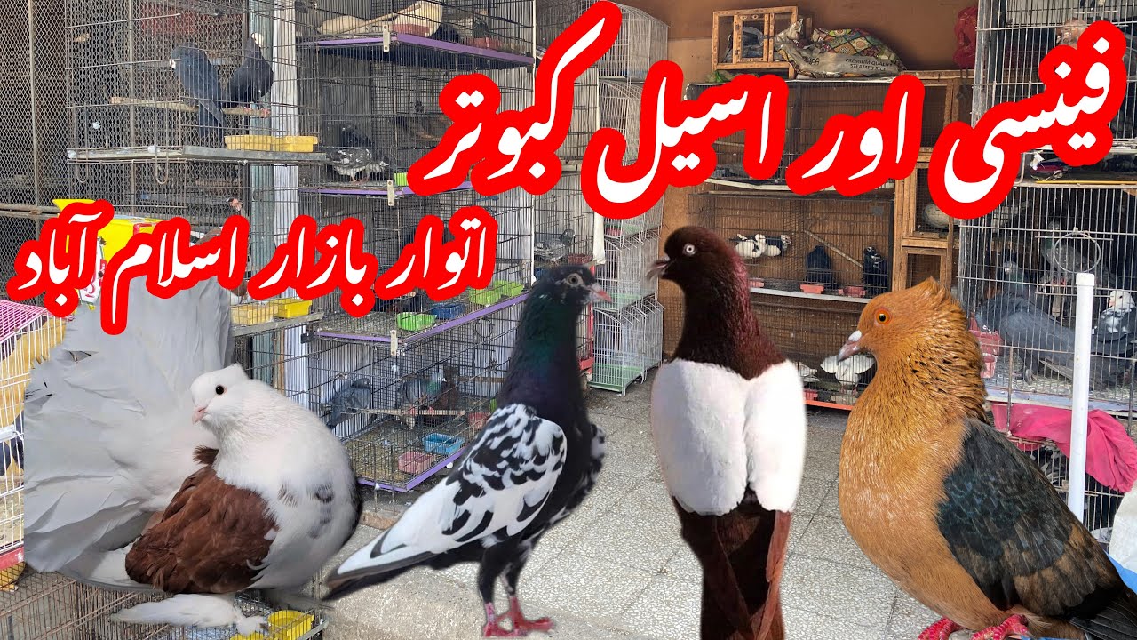 Sunday birds market Islamabad fancy pigeon price update/itwar bazar Islamabad #birdsvlogs #pigeon on