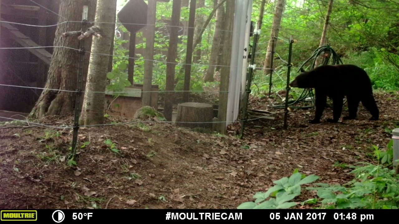 When a black bear touches an electric fence