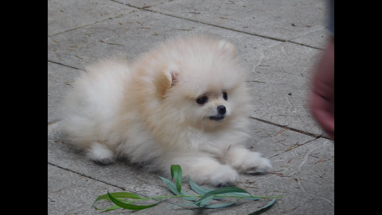 The cutest Puppy First Time Outside - Calvin the cutest Pomeranian puppy boo outside